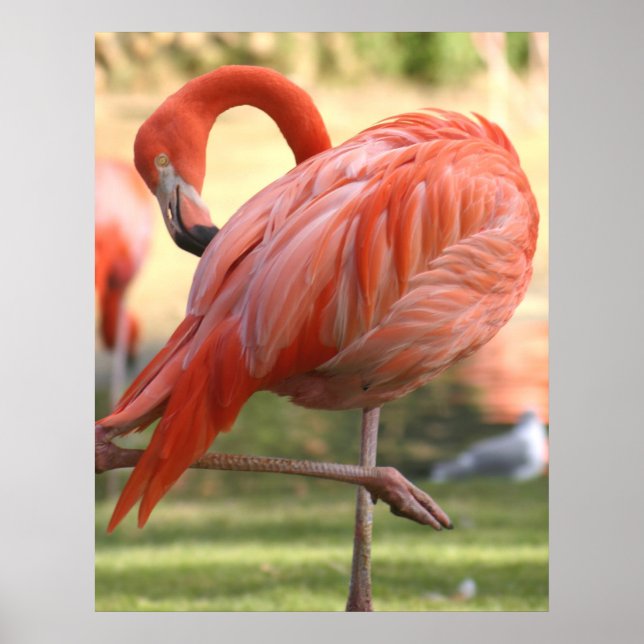 Poster Bonito a rosa (Frente)