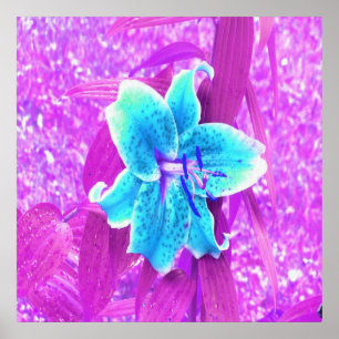 Poster Bonito Aqua Blue Stargazer Lily em Roxo
