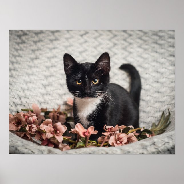 Poster Bonito Bella Rosa (Frente)