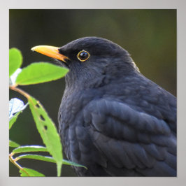 Poster Bonito Blackbird
