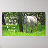 Bonito Burro Branco no Campo Verde da Grama