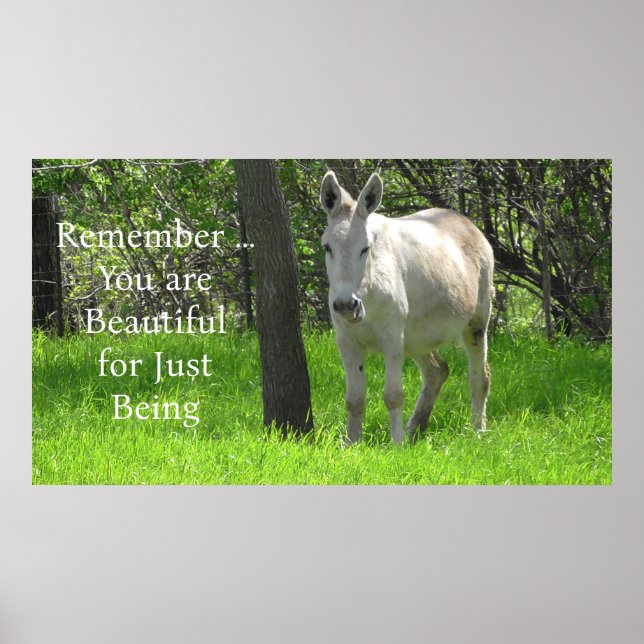 Poster Bonito Burro Branco no Campo Verde da Grama (Frente)