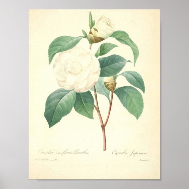 Poster Bonito Camellia por Redoute (Frente)