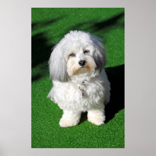 Pôster bonito, cão branco estar sentado, contacto de (Frente)