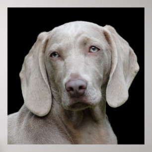 Poster Bonito Cão Caçador de Weimaraner