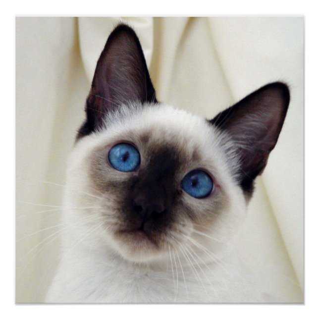 Pôster Bonito Chic Sweet Pet Siamese Kitten Poster (Frente)
