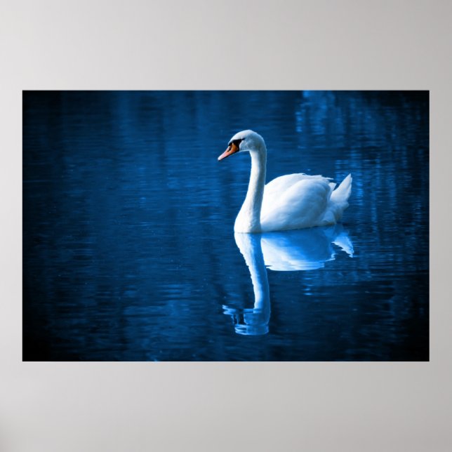Poster Bonito cisne branco flutuando num lago azul (Frente)