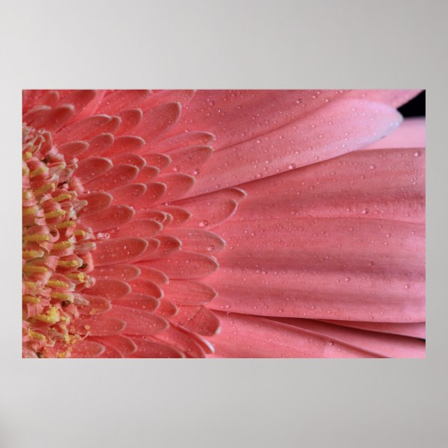 Poster Bonito Coral Rosa Gerbera Daisy (Frente)