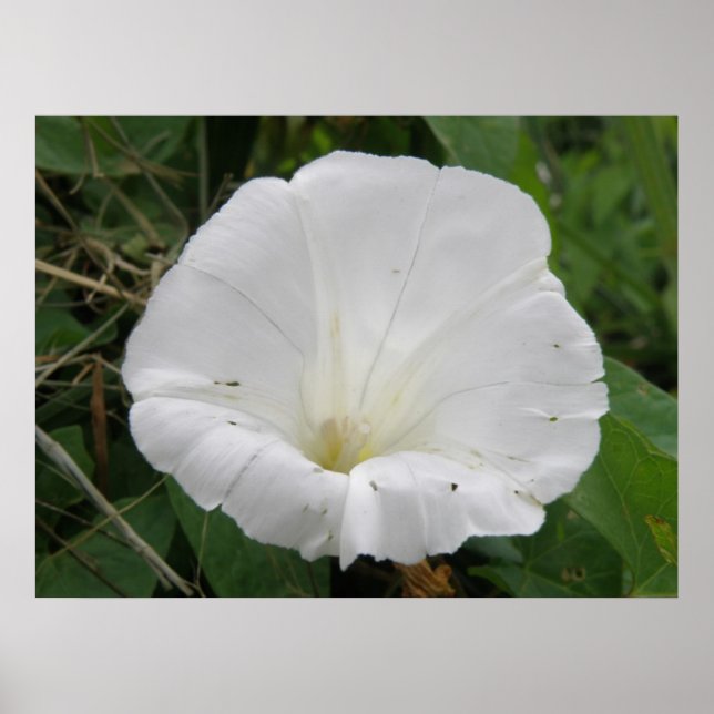 Poster bonito de Flor Convolúvel Branco (Frente)