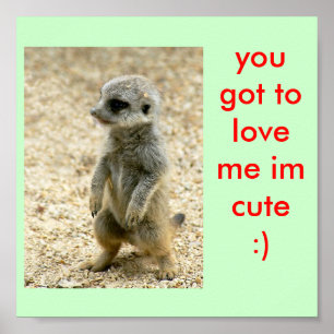 poster bonito do meerkat do bebê