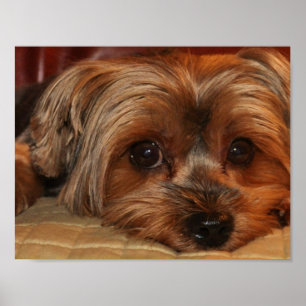 Poster bonito do yorkshire terrier