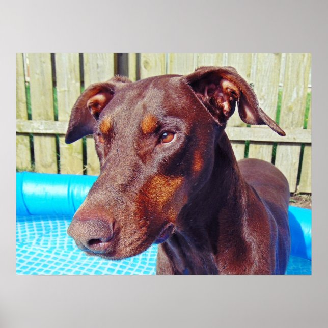 Pôster Bonito doberman (Frente)