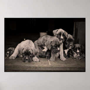 Poster bonito dos filhotes de cachorro do