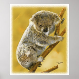 … Poster bonito e impressão do urso de Koala…