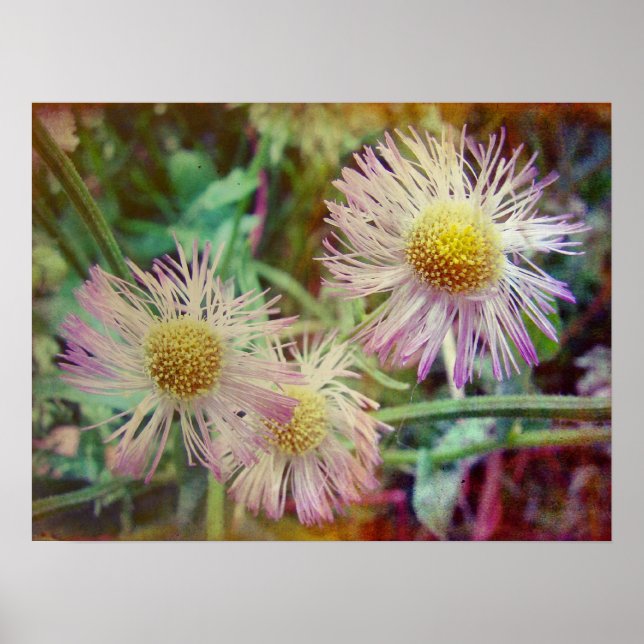 Pôster Bonito e rosa (Frente)