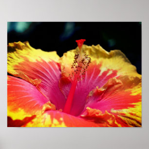 Poster Bonito Flor Hibiscus Feche-Se