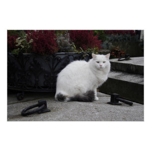 Pôster Bonito Gato Branco Em Um Grave