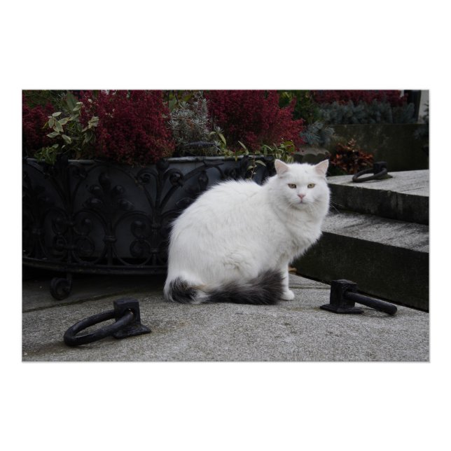 Pôster Bonito Gato Branco Em Um Grave (Frente)