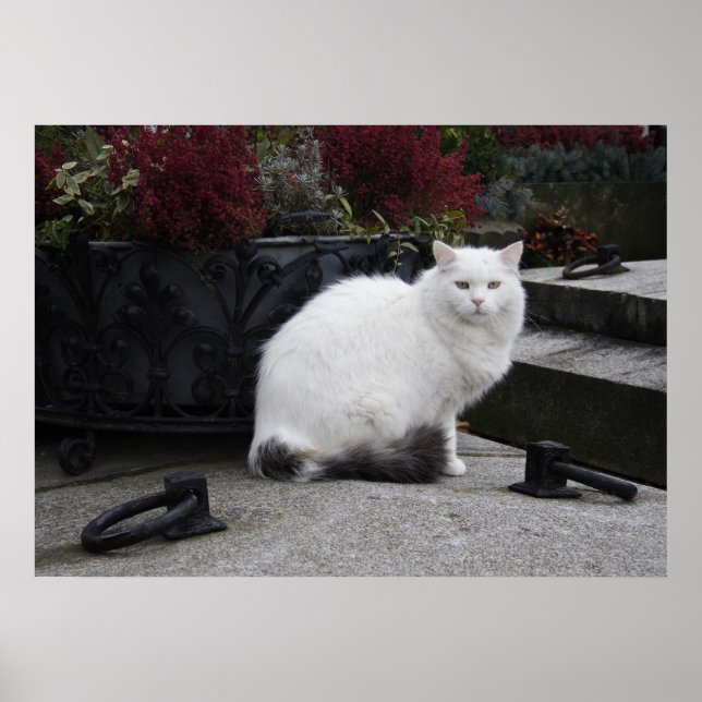 Pôster Bonito Gato Branco Em Um Grave (Frente)