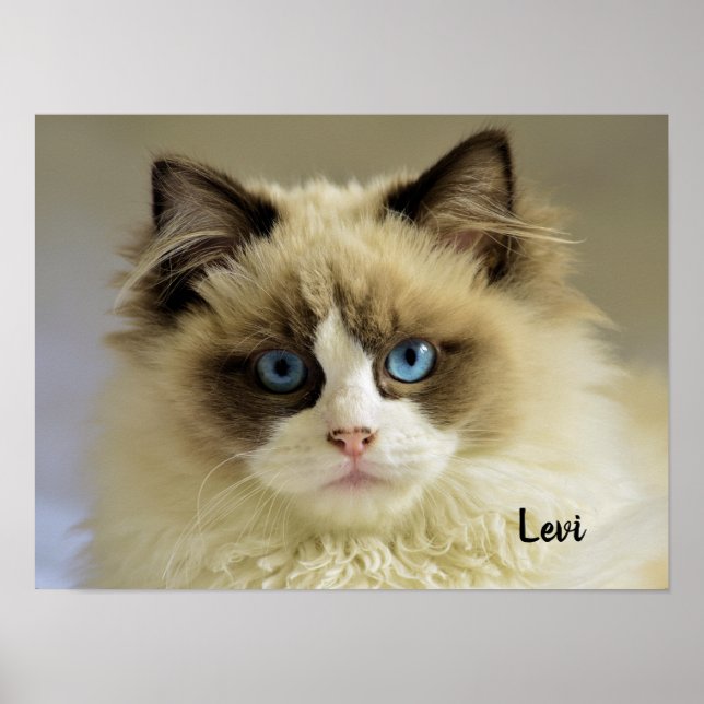 Poster Bonito Gato de Ragdolas com Olhos Azuis (Frente)