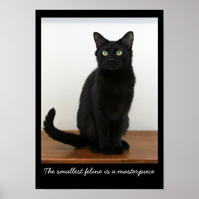 Poster Bonito Gato Negro (Frente)
