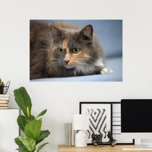 Poster Bonito Gato Pet Fluffy no fundo azul da Cinza