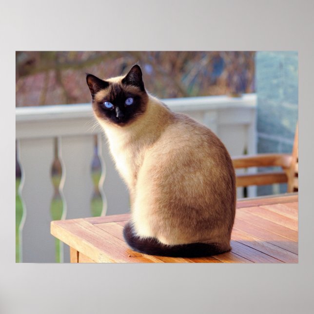 Poster Bonito Gato Siamês com Olhos Azuis (Frente)