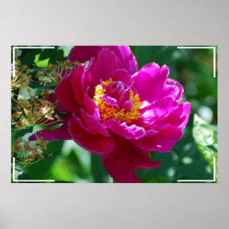 Poster Bonito Peony