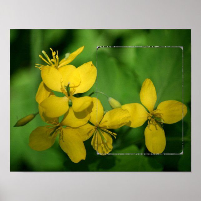 Poster Bonito Quadro Amarelo de Flores Selvagens Adiciona (Frente)