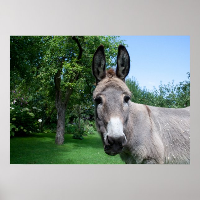 Poster Bonito Retrato Donkey (Frente)
