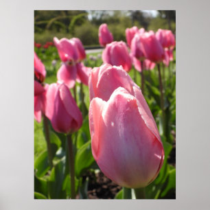 Poster Bonito Tulipas Rosa