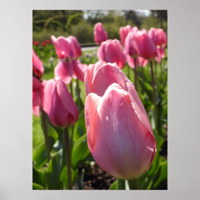 Poster Bonito Tulipas Rosa (Frente)