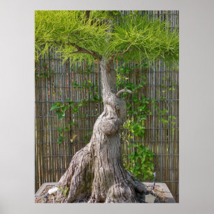 Poster Bonsai Eejit Tree