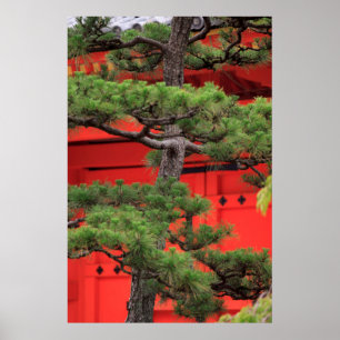 Poster Bonsai Pine Tree