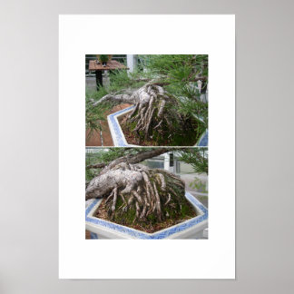 Poster bonsai torto