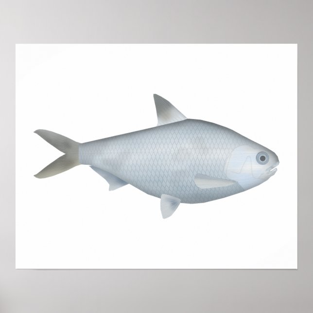 Poster Bony Bream (Frente)