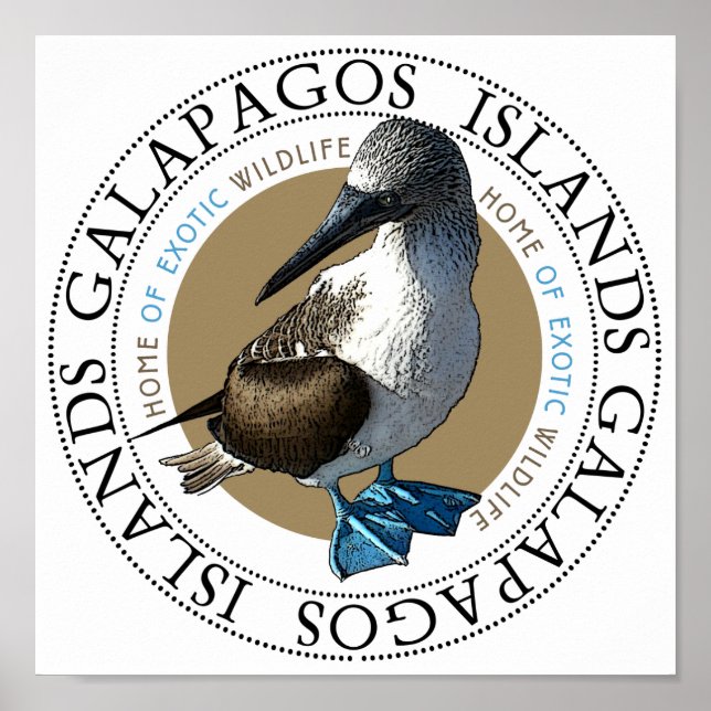 Poster Booby de Pé Azul (Frente)