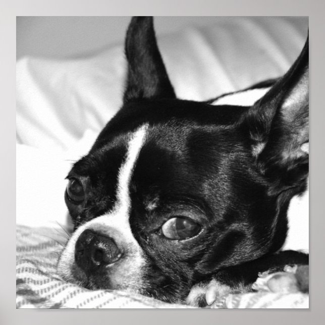 Pôster Boohoo (Frente)