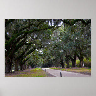Pôster Boone Hall Avenue of Oaks na Carolina do Sul