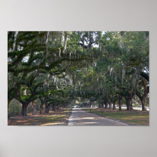 Pôster Boone Hall Plantation Avenue of Oaks