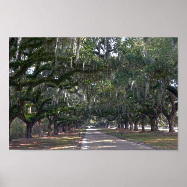 Pôster Boone Hall Plantation Avenue of Oaks (Frente)