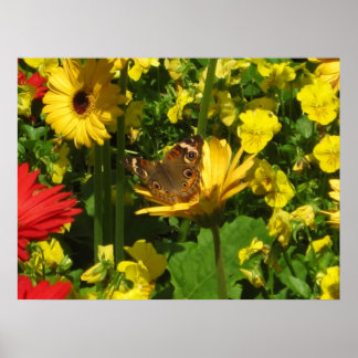 Pôster Borboleta