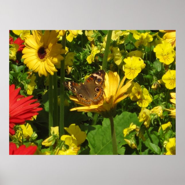 Pôster Borboleta (Frente)