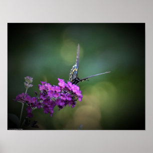 Poster Borboleta,