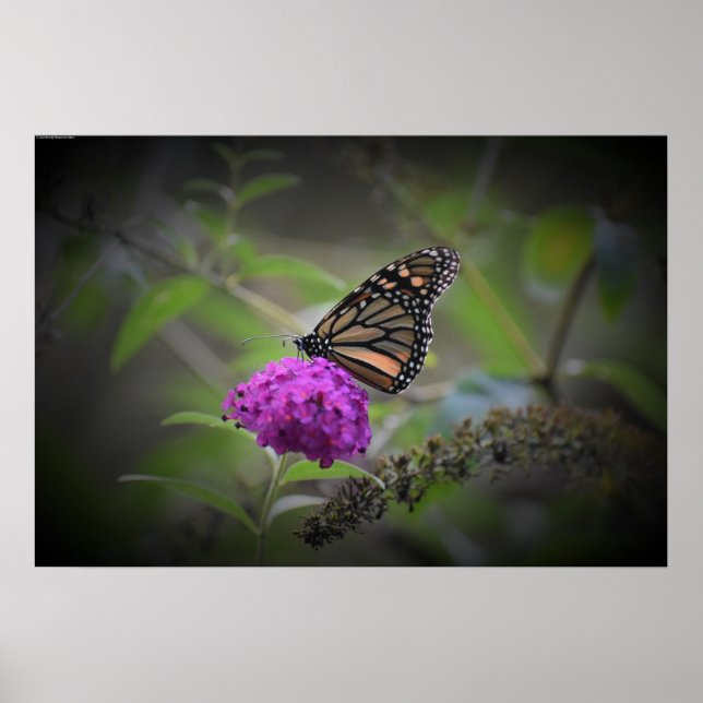 Poster Borboleta, (Frente)