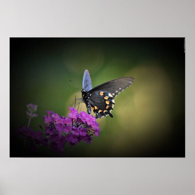 Poster Borboleta, (Frente)