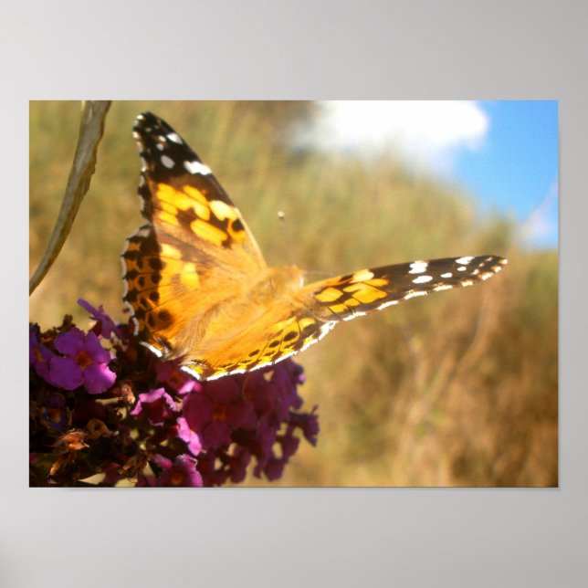 Pôster Borboleta. (Frente)