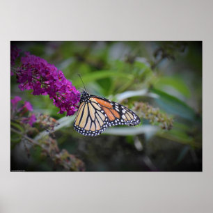 Poster Borboleta,