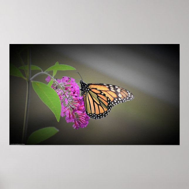 Poster Borboleta, (Frente)