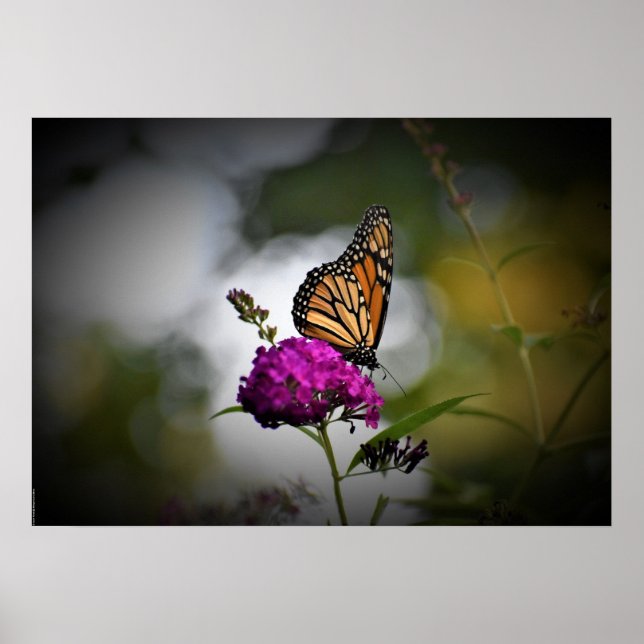 Poster Borboleta, (Frente)